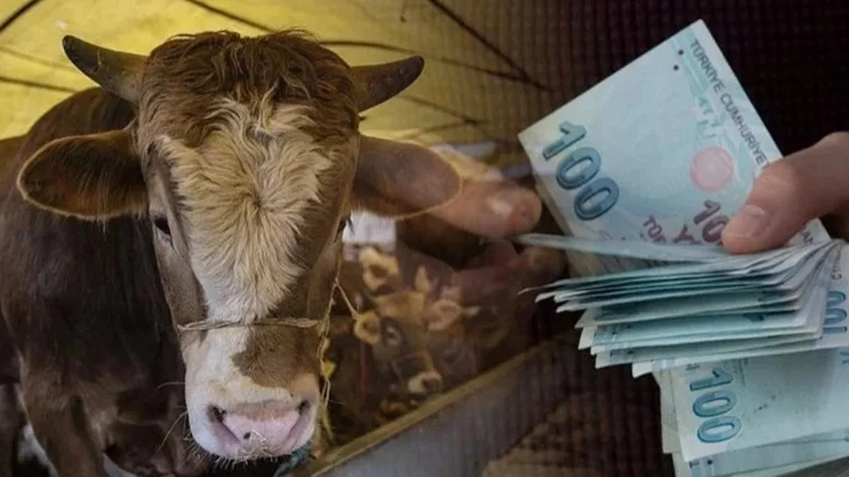 Büyükbaş Fiyatları Rekor Kırdı! Kurban Bayramında Hayvan Pazarı Görücüye Çıktı...