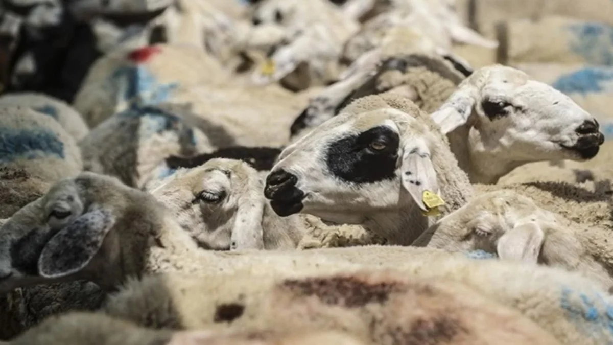 Çiftçiye Müjde! Damızlık Küçük Hayvan Satışı Başladı İşte Detaylar...